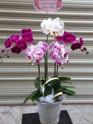 Chậu lan hồ điệp 5 cành