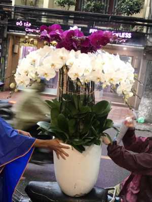 Chậu lan hồ điệp đẹp