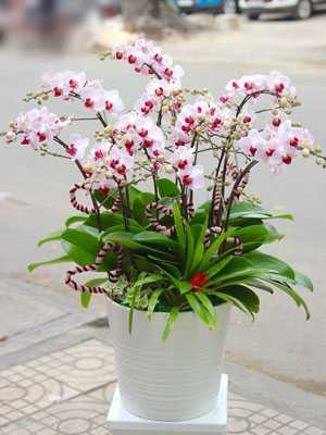 Chậu lan hồ điệp nhí