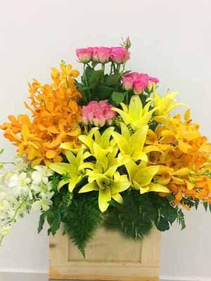 Hoa chúc mừng lan ly đẹp