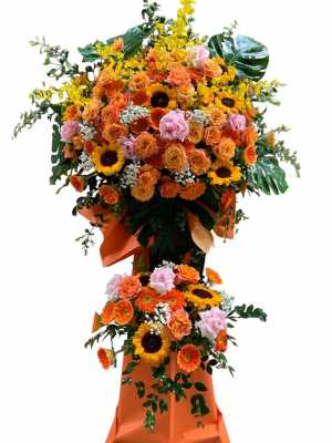 Hoa chúc mừng hoa đồng tiền đẹp